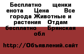 Бесплатно !!! щенки енота!! › Цена ­ 1 - Все города Животные и растения » Отдам бесплатно   . Брянская обл.